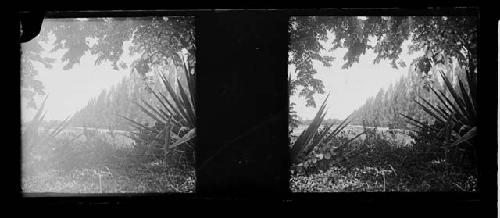 Stereo glass slides of Siam; unidentified landscape