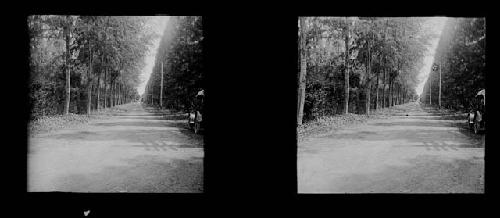 Stereo glass slides of Siam; unidentified landscape of trees and pathway