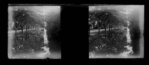 Stereo glass slides of Siam; unidentified landscape of  pathway of trees