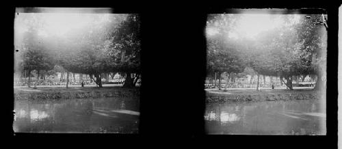 Stereo glass slides of Siam; unidentified landscape of trees