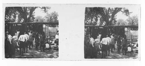 stereo glass slides; gathering of people, tree in background