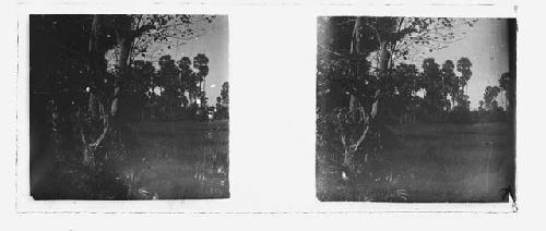 stereo glass slides; field with trees in distance