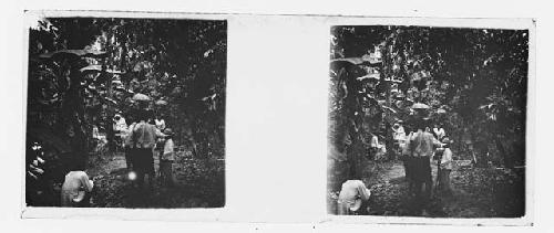 stereo glass slides; men with umbrellas walking through forest