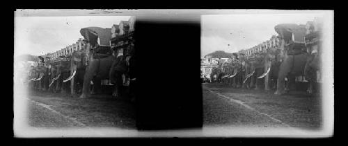 stereo glass slides; elephants lined up