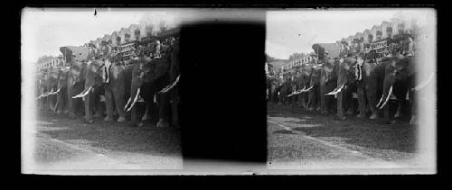 stereo glass slides; elephants lined up