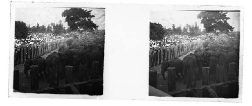 stereo glass slides; parading herd of elephants, people watching