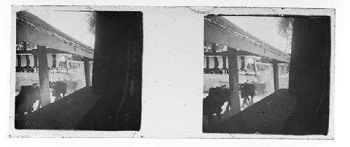 stereo glass slides; elephants walking on path