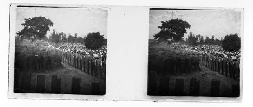 stereo glass slides; herd of elephants in round up