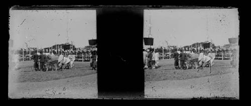 stereo glass slides; people with animals in field