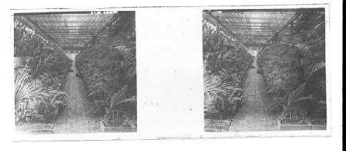 Stereo glass slides of Siam; indoor greenhouse, plants in foreground