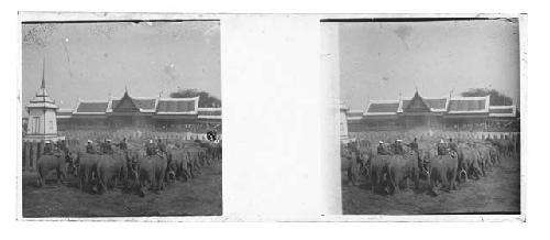 Stereo glass slides of Siam; elephant herd in city, men atop elephants