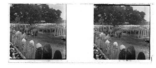 Stereo glass slides of Siam; herd of elephants on city street