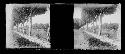 Stereo glass slides of Siam: landscape view of trees on pathway