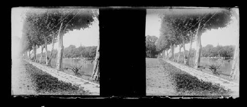 Stereo glass slides of Siam: landscape view of trees on pathway