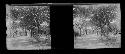 Stereo glass slides of Siam; landscape of trees on pathway