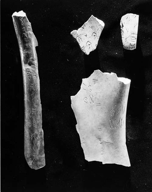 Inscribed oracle bones, PM#'s 35-79-60/2541, 35-79-60/2539, 15-44-60/D836.32