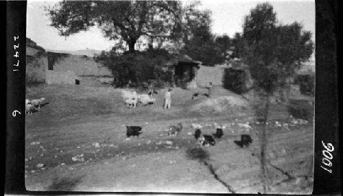 People herding sheep