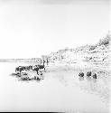 Animals stand in Indus river at Pattan Ferry