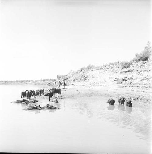 Animals stand in Indus river at Pattan Ferry