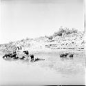 Animals stand in Indus river at Pattan Ferry