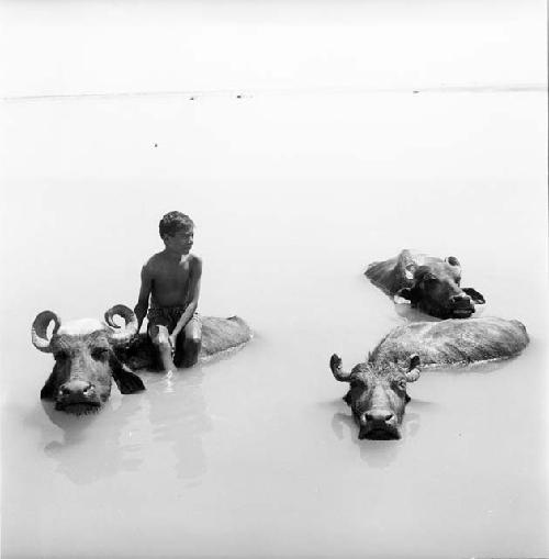 A boy sits on a bull in Indus river at Pattan Ferry