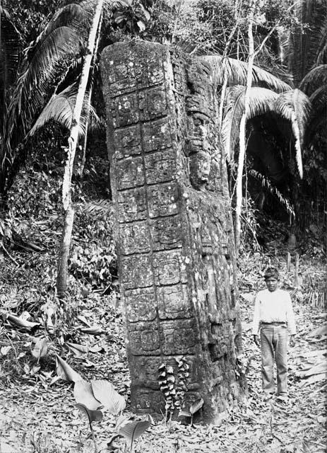 Stela A, S.W. Corner, Quiriqua, Guatemala. SAR No. 711-94