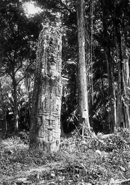 Stela F. Quirigua, Guatemala. SAR. 711-50