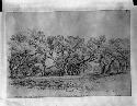 "Live Oaks -- 2 miles from Fredericksburg, Texas, Encampment of Caddo Indians, March 2, 1849"