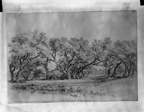 "Live Oaks -- 2 miles from Fredericksburg, Texas, Encampment of Caddo Indians, March 2, 1849"