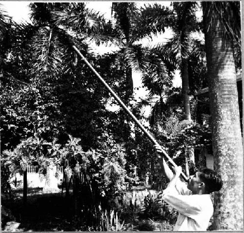 Blowgun Being Used By Francisco Fuentes