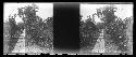 stereo glass slides; footpath into thicket