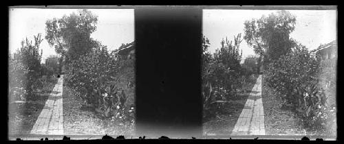 stereo glass slides; footpath into thicket