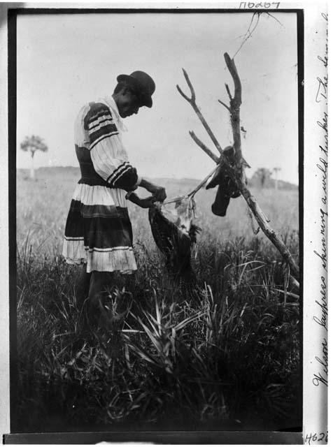 Wilson Cypress skinning a wild turkey. The Seminole do not pluck their birds