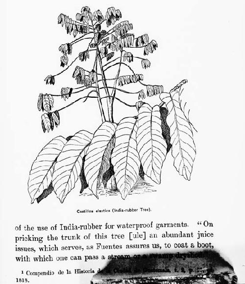 Reproduction of castilloa elastica - Indian rubber tree