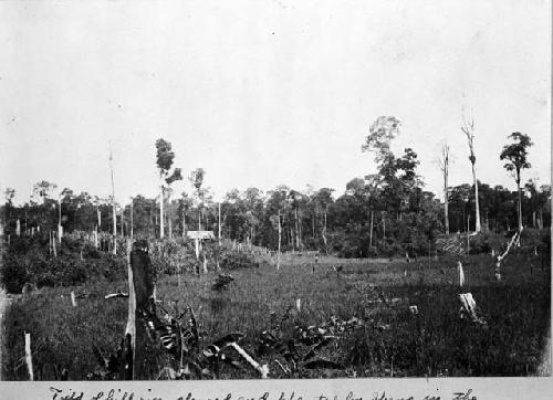 Field of hill rice