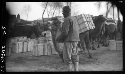 Man with pack animals