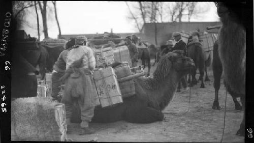 Men load cargo onto animal