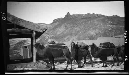 Animals in mountain landscape