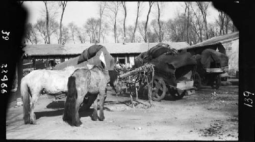 Animals and carts loaded with cargo