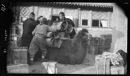 Men load animal with cargo