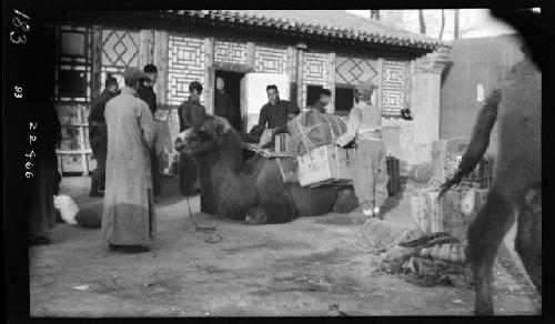 People load animal with cargo