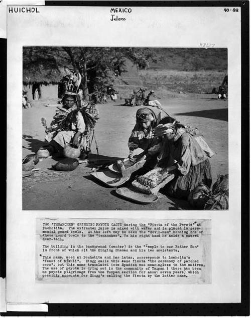 Two tenanches grinding peyote cacti at Pochotita