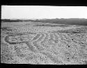 Canals and fields - north and northeast of Chan Chan - field with good example of curved farrows.