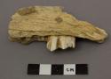 11 fragments of animal bones