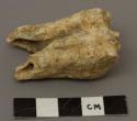 Animal tooth, horse