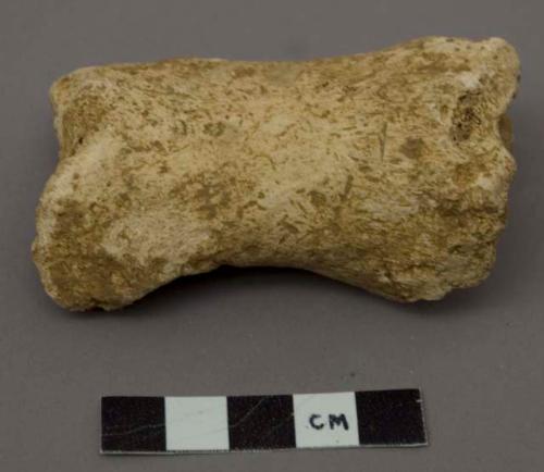 Phalanx of horse and bone fragment