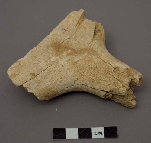 Fragments of antler and bone