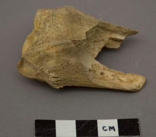 Animal bone (dama dama)