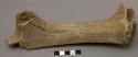Reindeer antler "core" showing grooves formed in the removal of segments
