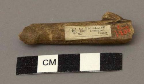 Fragment of harpoon - bone